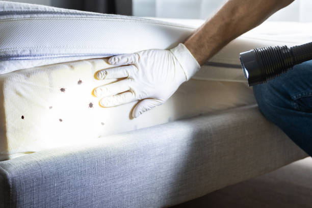 Best Pest Control Near Me  in St Louis, MO