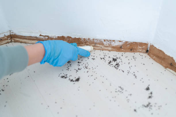 Best Pest Inspection Near Me  in St Louis, MO